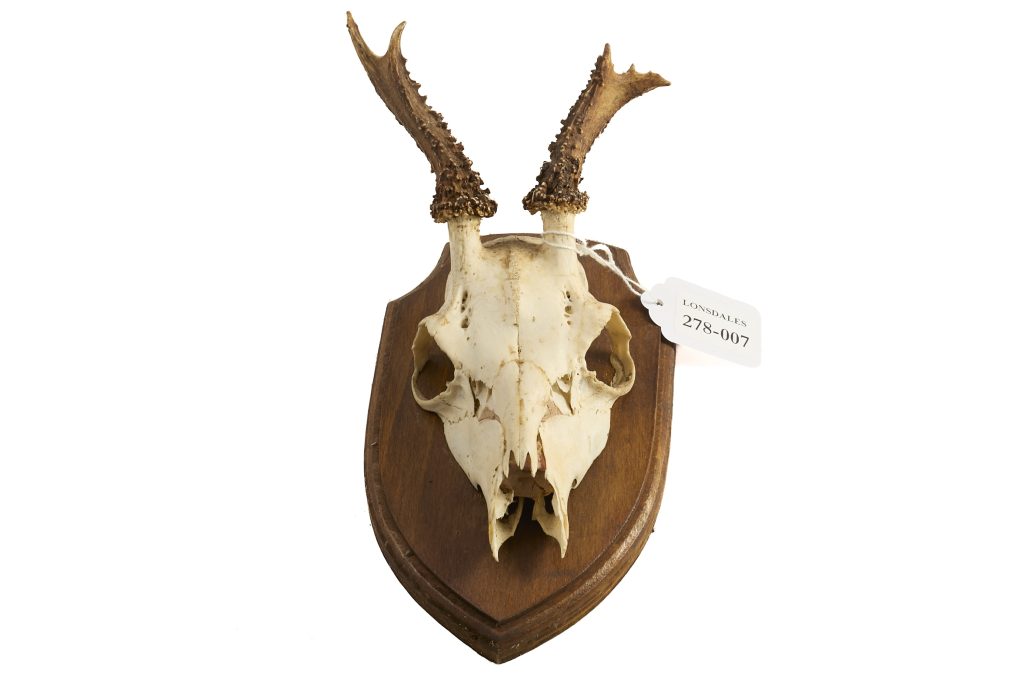 Lot 24: ROE DEER SKULL WITH ANTLERS MOUNTED ON SHIELD;