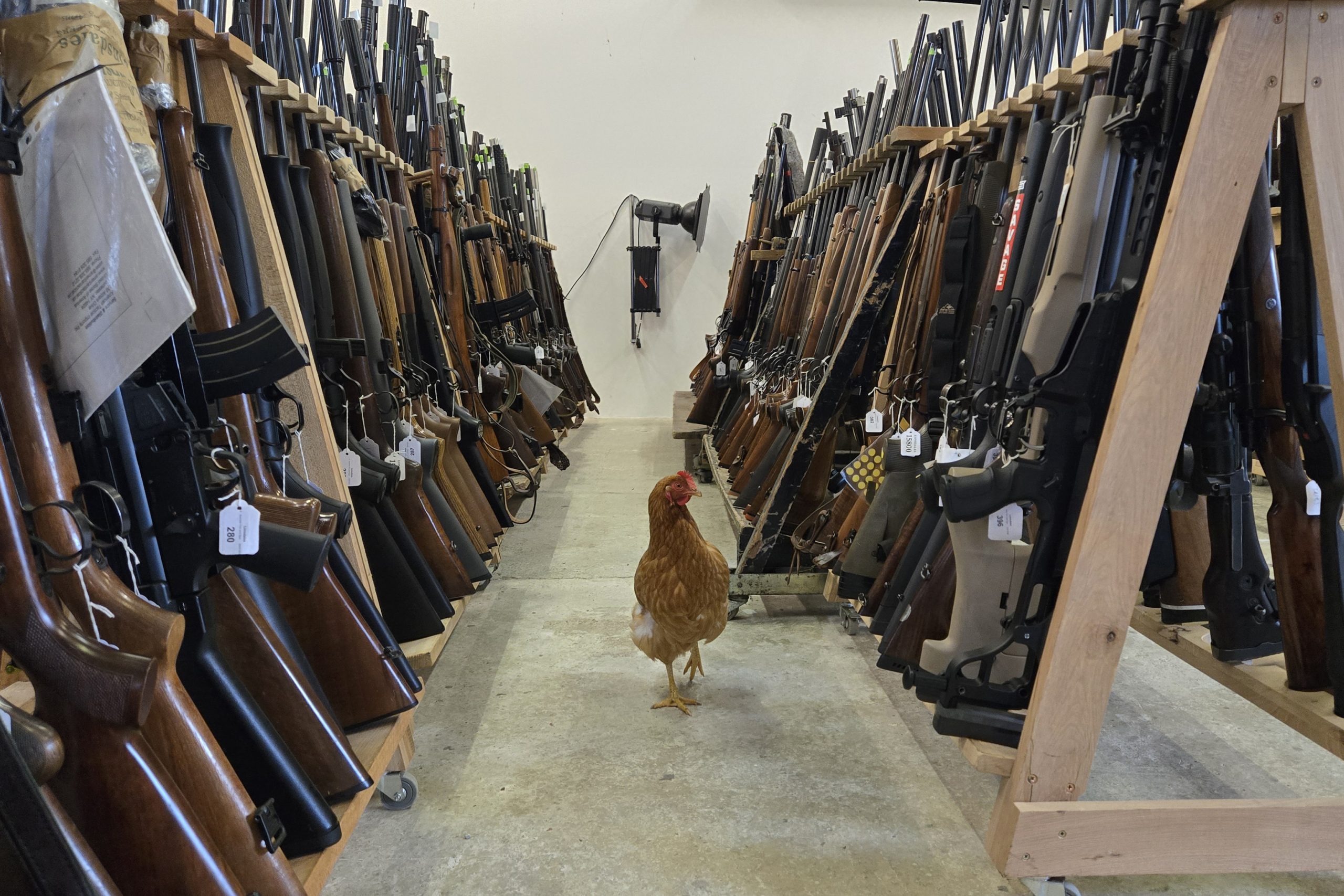 Chicken